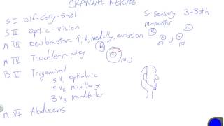 Cranial Nerves Made Easy [upl. by Simah]