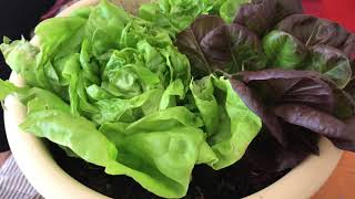 EASY REGROWING STORE BOUGHT BUTTER LETTUCE  eat fresh save money [upl. by Thomajan]