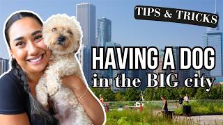 Tips amp Tricks for having a dog in the big city [upl. by Ernesta]