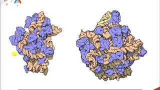 CH450 Chapter 73 RNA Enzymes Ribozymes [upl. by Ayanal]