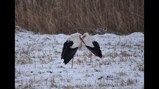 Weißstörche überwintern in SüdHessen [upl. by Fidel417]