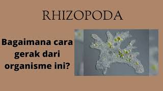 RHIZOPODA  bagaimana cara gerak Amoeba Dina Mariana2021 [upl. by Annoet]