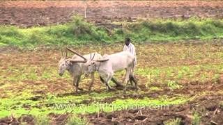 Bullock ploughing paddy fields in Karnataka [upl. by Ueihtam]