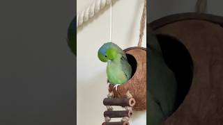 Jack Parrotlets 🦜birds parrotlet [upl. by Price]