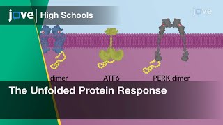 The Unfolded Protein Response  Cell Bio  Video Textbooks  Preview [upl. by Appilihp]