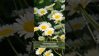 Färberkamille Sauce Hollandaise Anthemis tinctoria [upl. by Mahmud252]