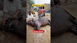 Anaphylactic shock Septicaemia  how vet saved buffalo near to death cow animals animalmedicine [upl. by Pape578]