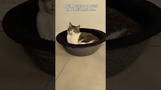 POV Cat finds the perfect cat bed [upl. by Hughie]