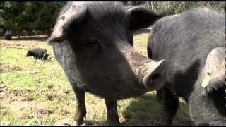 Mulefoot Pigs [upl. by Laved16]