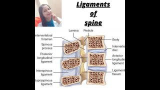 LIGAMENTS OF SPINE   LIGAMENTUM FLAVUM  SUPRASPINOUS  INTERSPINOUS  INTER TRANSVERSE LIGAMENT [upl. by Yzdnil]