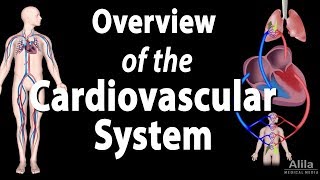 Cardiovascular System Overview Animation [upl. by Ystap]