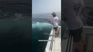 戶外釣魚：漁民使用縫針的方式掛餌在大海中釣獲藍鰭金槍魚！ 海釣 船釣 原來釣魚才是抖音運動頂流 [upl. by Luthanen654]