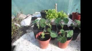 How to Propagate Geraniums from Cuttings [upl. by Adnolor964]