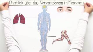 ZENTRALES UND PERIPHERES NERVENSYSTEM  Biologie  Biologie des Menschen Mittelstufe [upl. by Felipe]