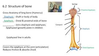 Skeletal system and bone tissue [upl. by Olifoet]