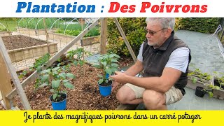 Potager  Poivrons magnifiques plantés dans un sol bien fertile [upl. by Shayla]