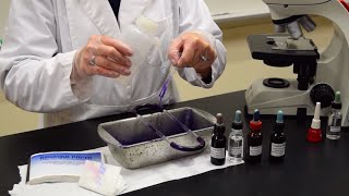 How to Perform a Gram Stain  MCCC Microbiology [upl. by Rennie998]