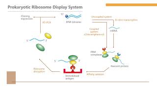 Ribosome display technology  Creative Biolabs [upl. by Eserehs]