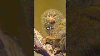 Adorable Pygmy Marmoset Tiny Wonders Pygmywildlifefacts CuteAnimals [upl. by Nomar833]