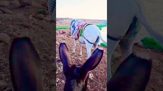 funnyanimal funnyanimal cow donkey [upl. by Frere]