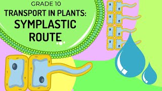 SYMPLASTIC ROUTE  Transport of water in plants via the cell cytoplasm [upl. by Zoller]