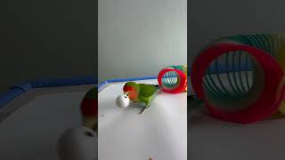 Bird Training  Smart lovebird Parrot  Smart Little Cute Parrot training smartparrot cute [upl. by Eigriv691]