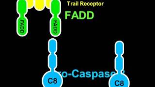 Apoptosis and Caspase8 Rate My Science [upl. by Lletnohs]