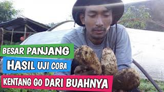 panen kentang G0 dari buahnya hasil panen melimpah [upl. by Aidnac]