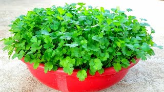 How To Grow Coriander In Summer Season  Coriander Growing Tips [upl. by Josselyn]