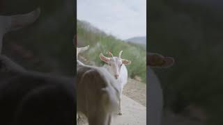 Tennessee Fainting Goats Why They Fall Over [upl. by Inohs]