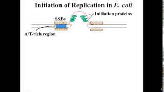 E coli Replication Initiation [upl. by Bendick]