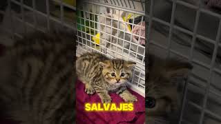 quot¡Confunden un Gato Salvaje con un Gatito 🐱😱  Noticias Extrañasquot curiosidadesincreibles [upl. by Anirok]