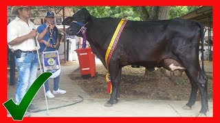 🔴 Raza GUZERAT y el VIGOR de sus CRUCES Vacas Lecheras y Carnicas [upl. by Terina156]