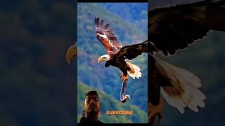 shorts eagles birds animals attitude cute funny cutebaby video comedyvideos motivation t [upl. by Vorfeld]