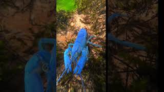 Rare Blue crayfish in a clear creek [upl. by Stevana352]