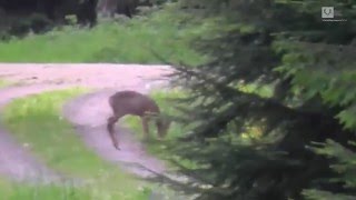 Bockjagd in Thüringen  Roebuck stalking in Thuringia [upl. by Fransis]