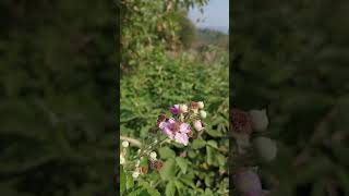 Rubus ulmifolius holy bramble elmleaf blackberry thornless blackberry flowers naturegreenhit [upl. by Alvita]