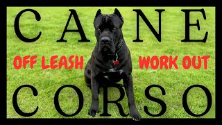 Cane Corso Off Leash Training Structured Playtime [upl. by Veronique]