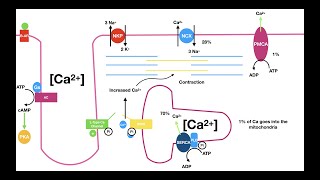 Excitation Contraction Coupling in the Heart [upl. by Scoter]