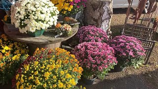 Le chrysanthème fleur emblématique de la Toussaint [upl. by Thibault154]