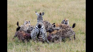 OVER 6 MILLION VIEWS Pregnant zebra mares battles hyena clangraphic content [upl. by Nebeur]