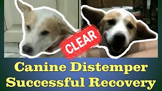 Surviving Distemper  A Success Story [upl. by Shulins]