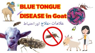 Blue tongue disease cause symptoms treatment and prevntion goatdisease animaldisease veterinarian [upl. by Neyr]