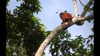 Howler Monkeys in Manu [upl. by Bright67]