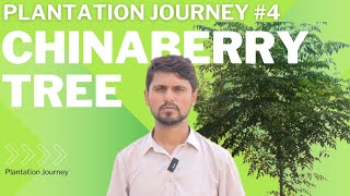 plantation journey 4  plantation of chinaberry tree  dharaik  دھریک کی شجر کاری [upl. by Oniram782]