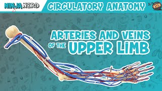 Circulatory System  Arteries amp Veins of the Upper Limb  Vascular Arm Model [upl. by Ahsienod]