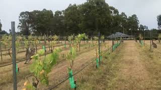 Roos in the Hunter Valley Pokolbin [upl. by Rodina]