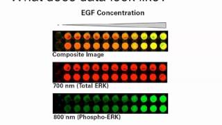 Rethinking the Traditional Western Blot with Wntbeta‑Catenin Pathway Example [upl. by Nnaaihtnyc]