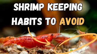 Bad Shrimp Keeping 4 Habits You Should Quit Today [upl. by Idnim]