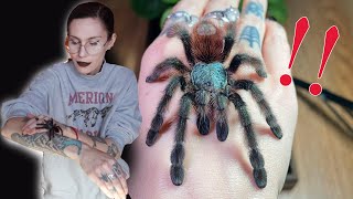 BonBon ESCAPED and I am NOT surprised Arboreal tarantula rehousing [upl. by Almeta246]